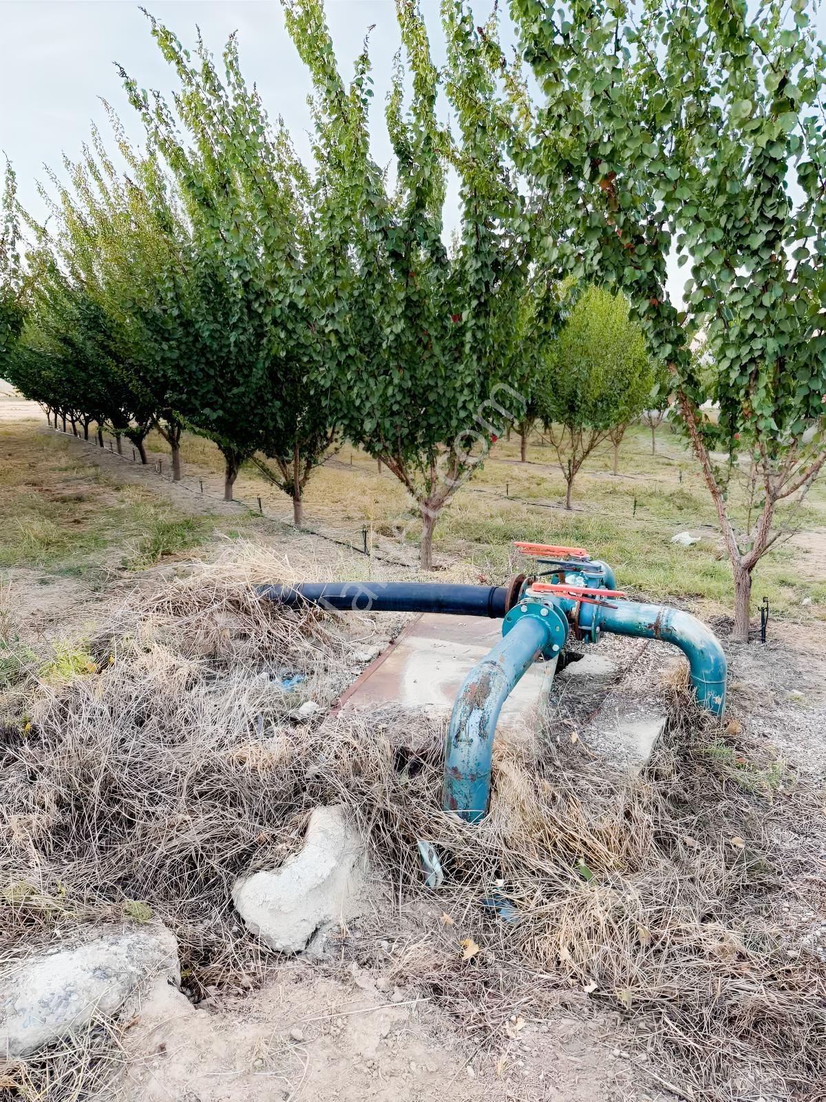 Çivril-menteş Mahallesinde 13.900m2 Verilmli Kayısı Bahçesi..!!! — fotoğraf 12