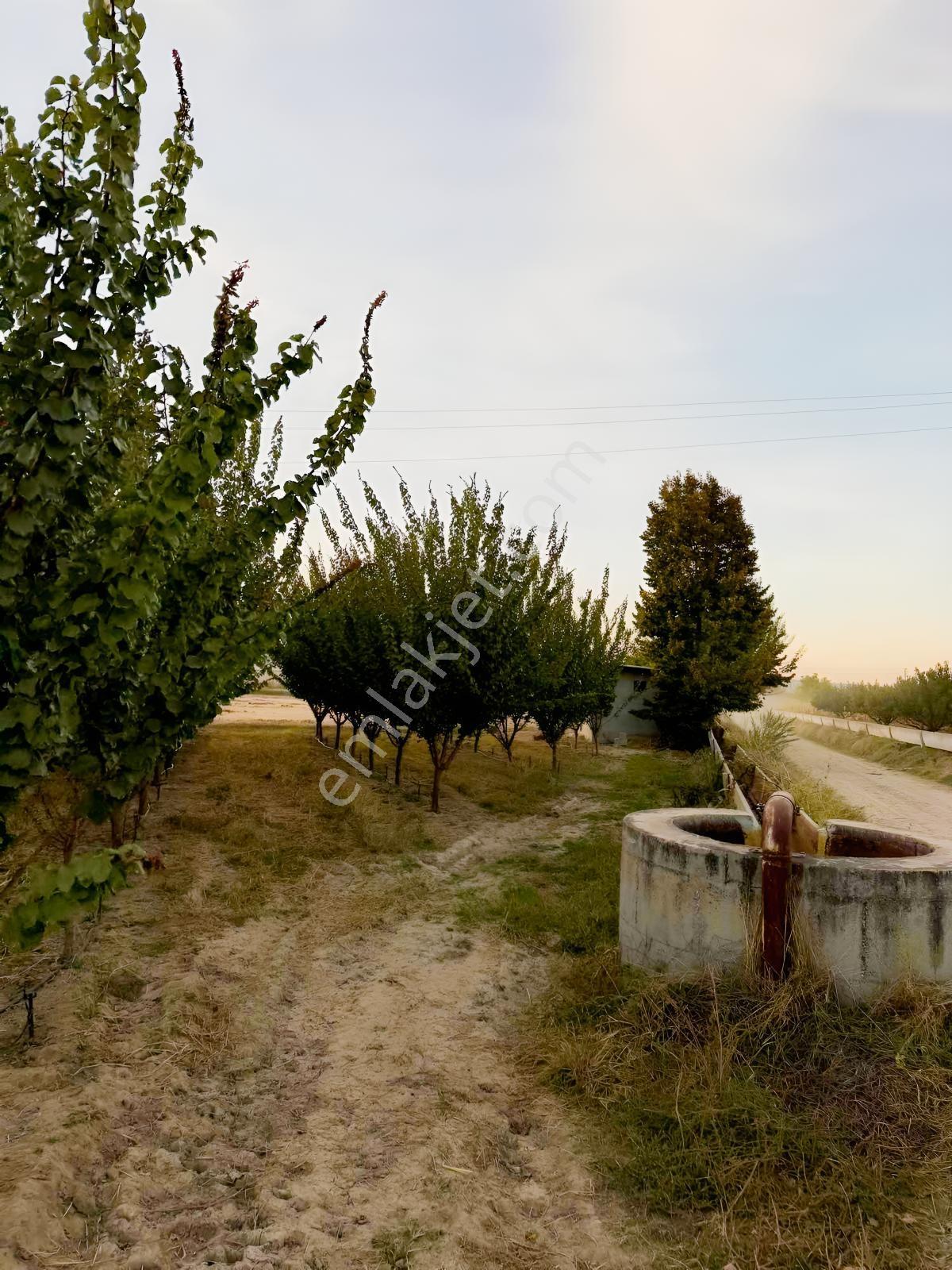 Çivril-menteş Mahallesinde 13.900m2 Verilmli Kayısı Bahçesi..!!! — fotoğraf 13