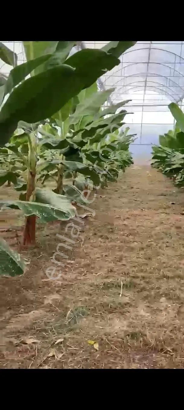 Tarsus Sarıveli Mah. Satılık Muz Ve Şeftali Serası
