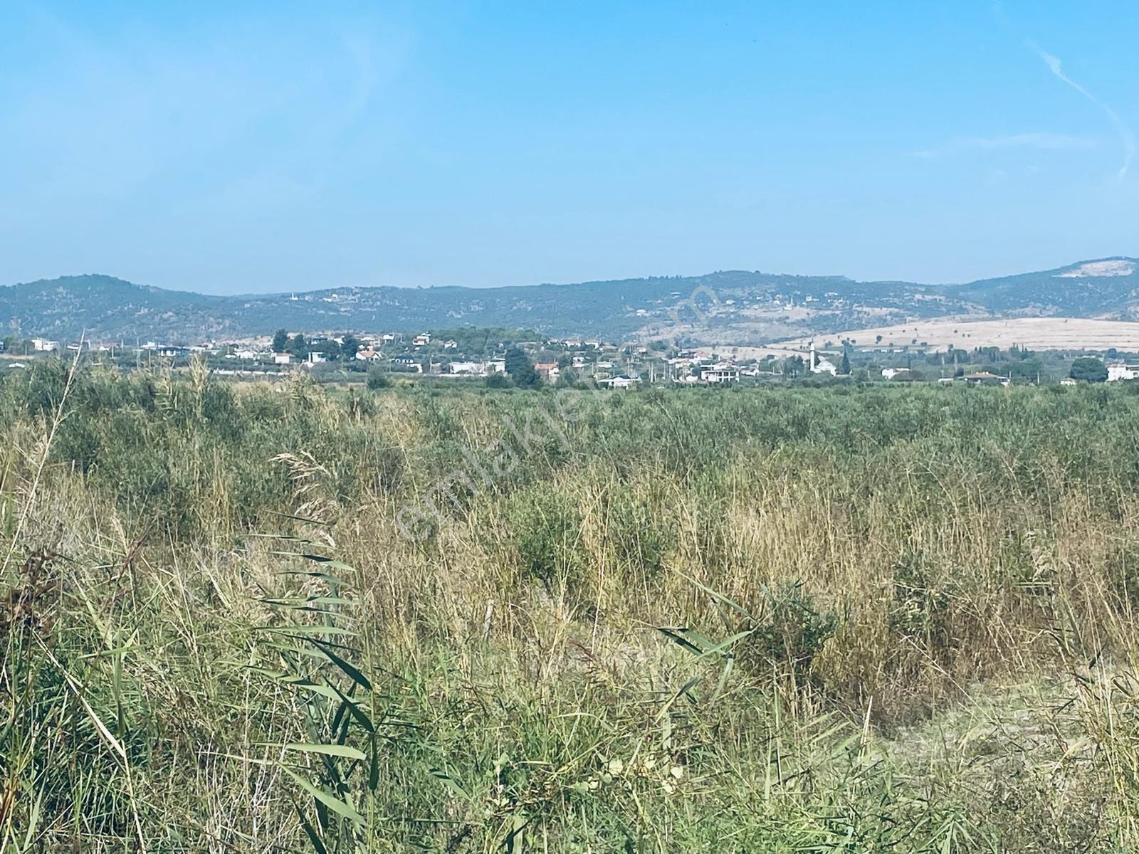 Manisa Yunusemre Gülbahçe'De Köye Yakın 175 Dönüm Zeytinlik