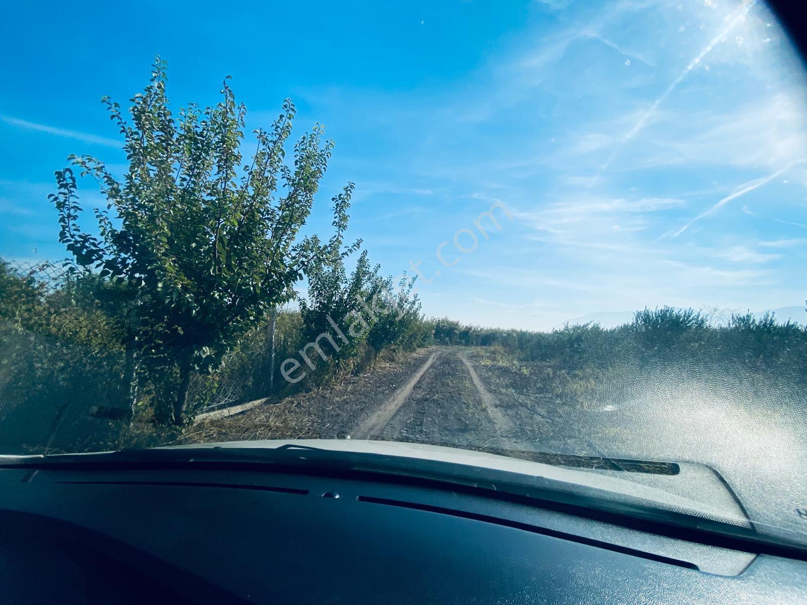 Manisa Yunusemre Gülbahçe'de Köye Yakın 175 Dönüm Zeytinlik — fotoğraf 10