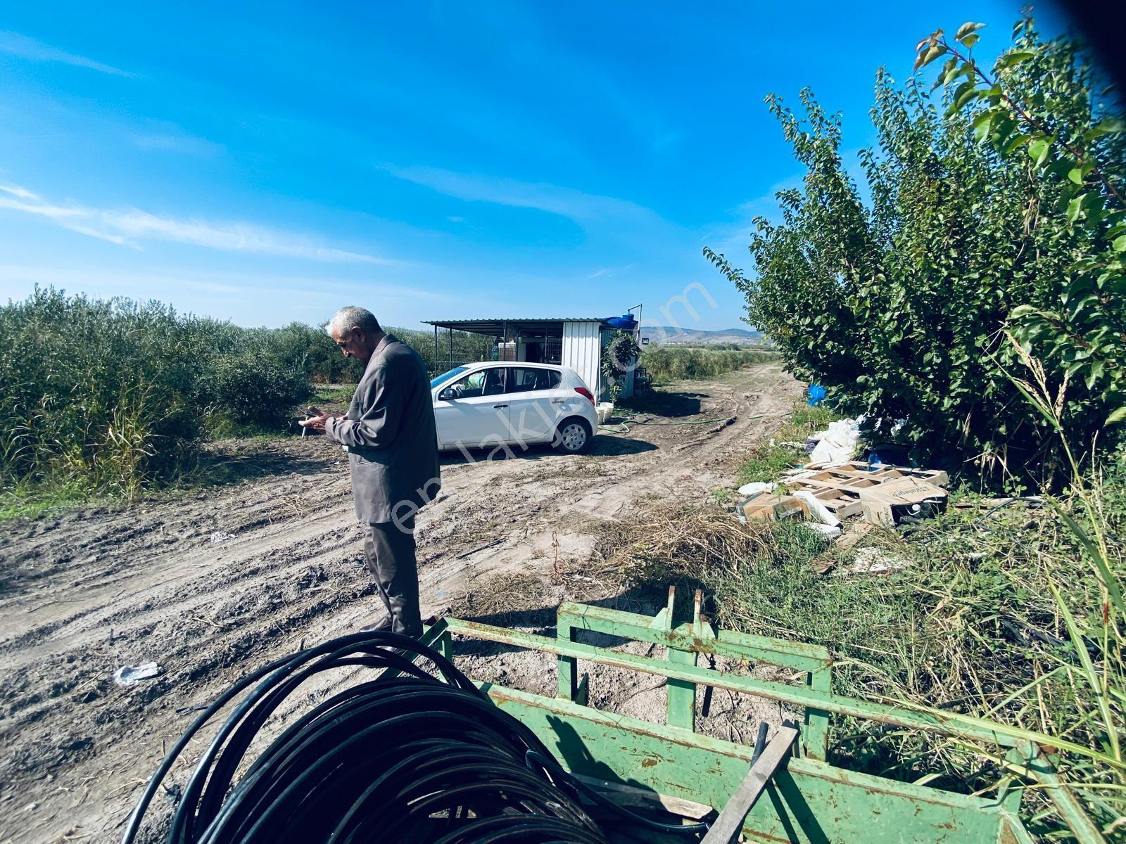 Manisa Yunusemre Gülbahçe'de Köye Yakın 175 Dönüm Zeytinlik — fotoğraf 11