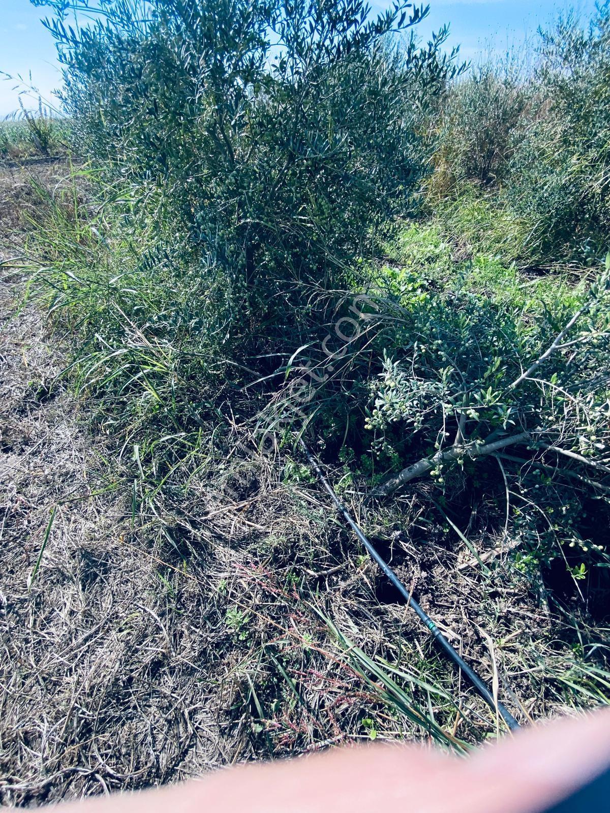 Manisa Yunusemre Gülbahçe'de Köye Yakın 175 Dönüm Zeytinlik — fotoğraf 12