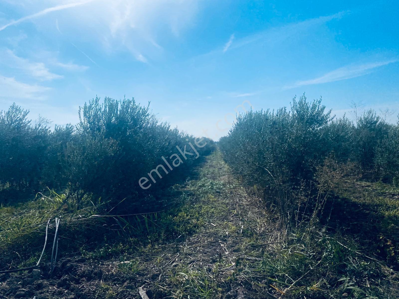 Manisa Yunusemre Gülbahçe'de Köye Yakın 175 Dönüm Zeytinlik — fotoğraf 13