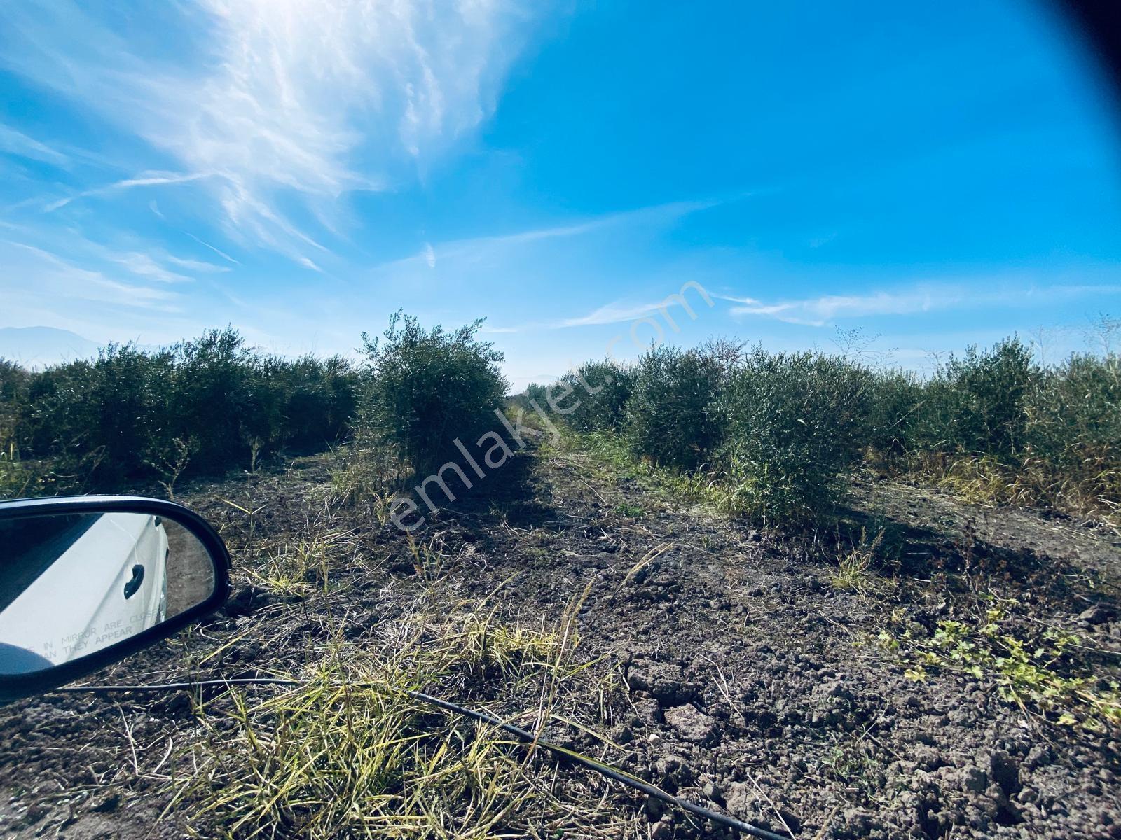 Manisa Yunusemre Gülbahçe'de Köye Yakın 175 Dönüm Zeytinlik — fotoğraf 14