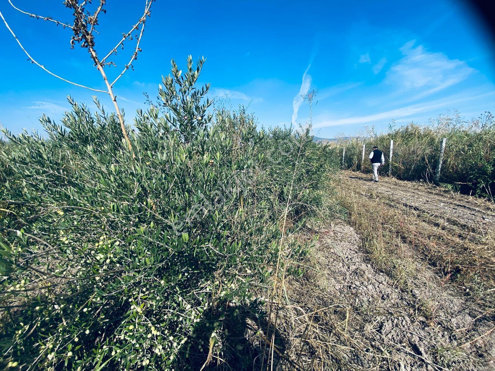 Manisa Yunusemre Gülbahçe'de Köye Yakın 175 Dönüm Zeytinlik — fotoğraf 18