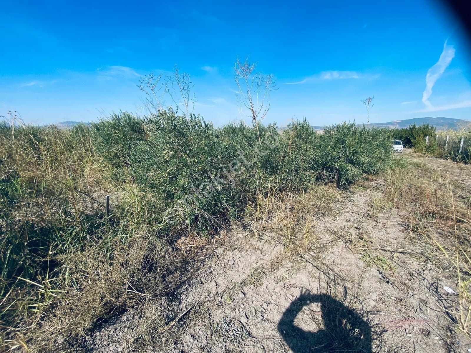 Manisa Yunusemre Gülbahçe'de Köye Yakın 175 Dönüm Zeytinlik — fotoğraf 22