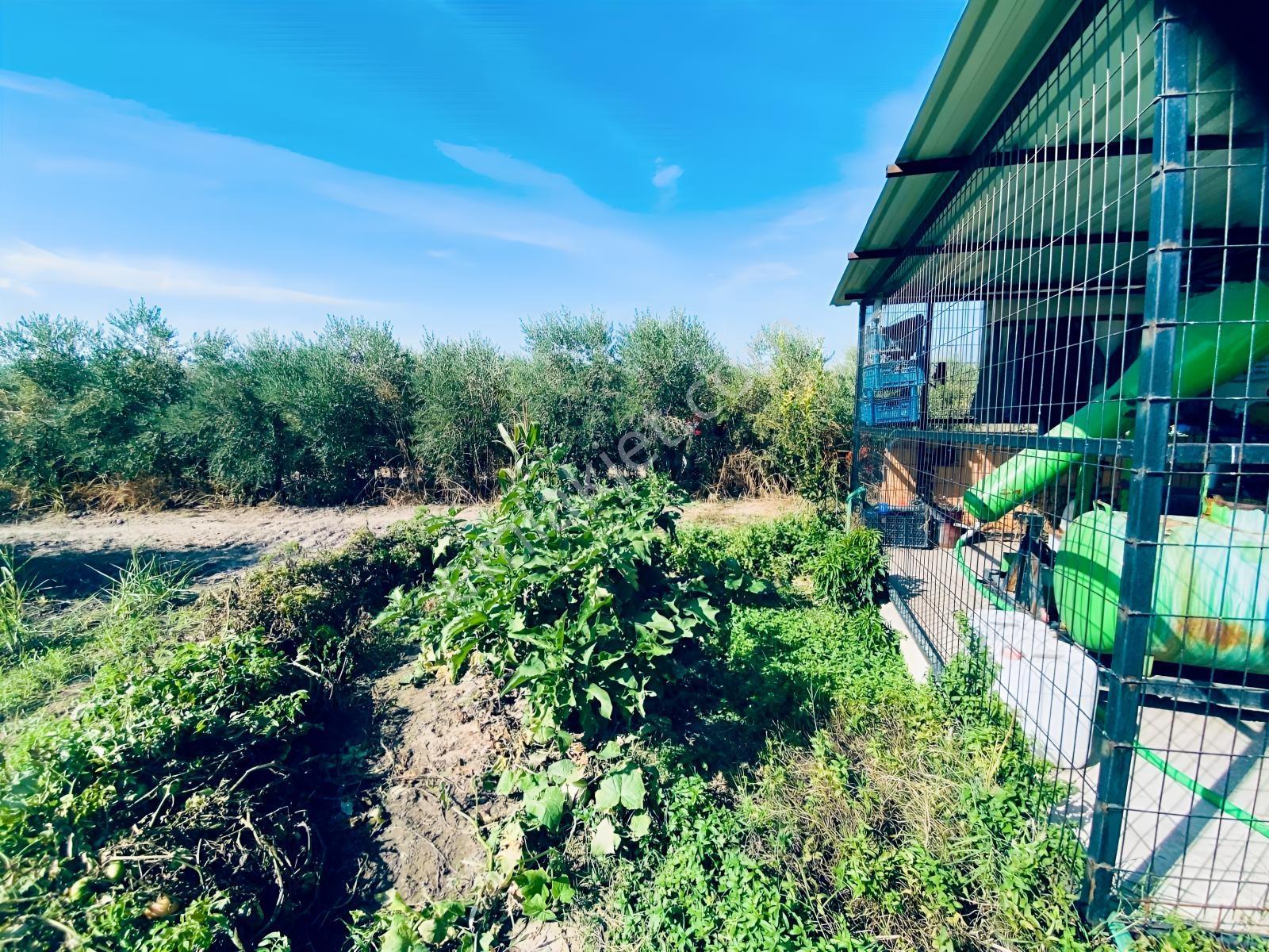 Manisa Yunusemre Gülbahçe'de Köye Yakın 175 Dönüm Zeytinlik — fotoğraf 23