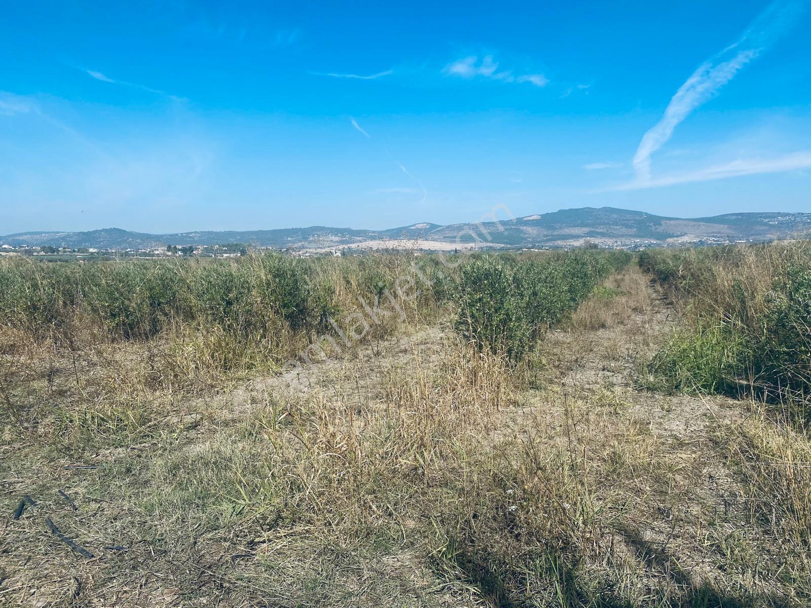 Manisa Yunusemre Gülbahçe'de Köye Yakın 175 Dönüm Zeytinlik — fotoğraf 29