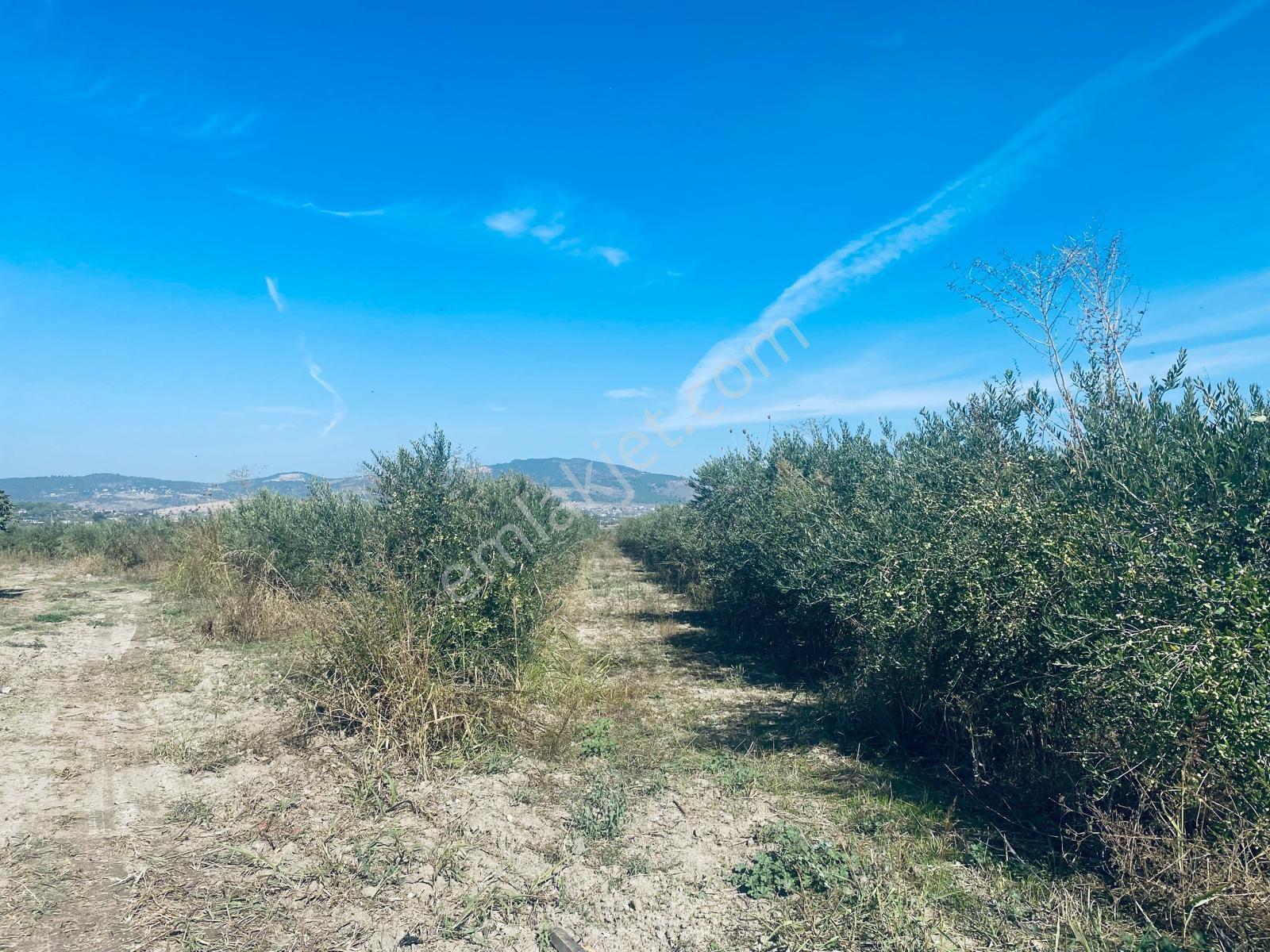 Manisa Yunusemre Gülbahçe'de Köye Yakın 175 Dönüm Zeytinlik — fotoğraf 30