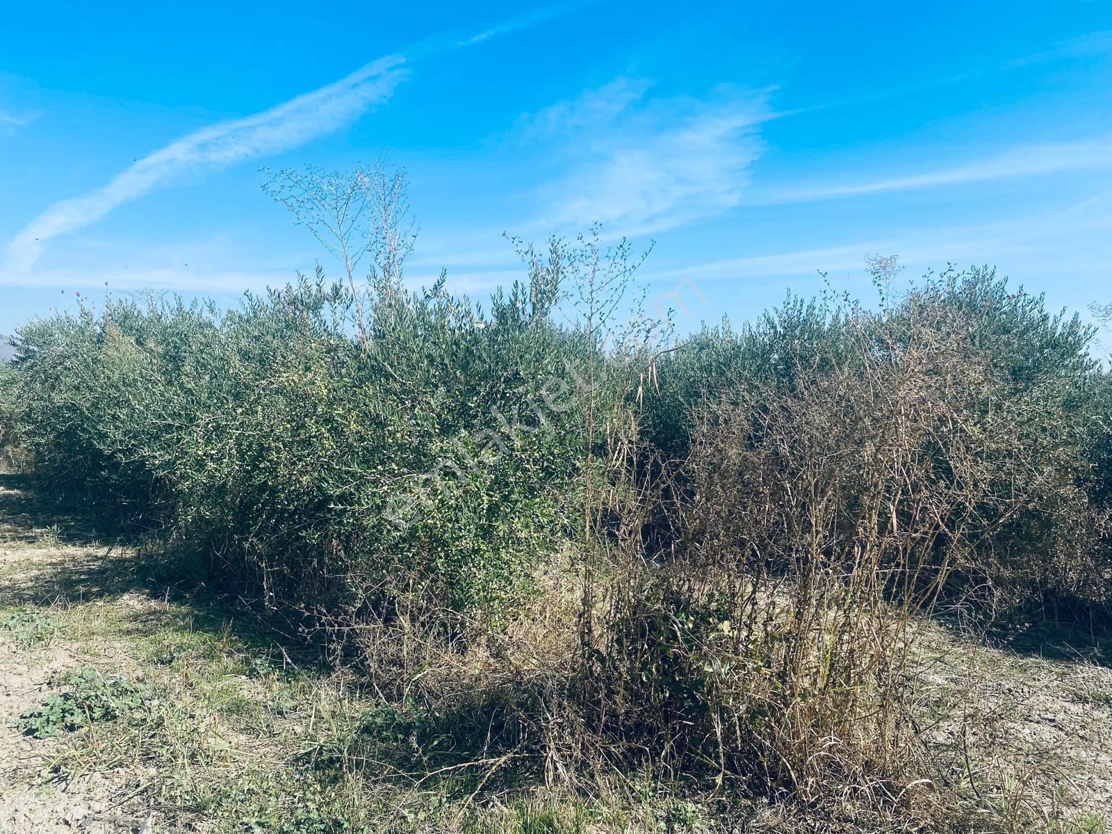 Manisa Yunusemre Gülbahçe'de Köye Yakın 175 Dönüm Zeytinlik — fotoğraf 31