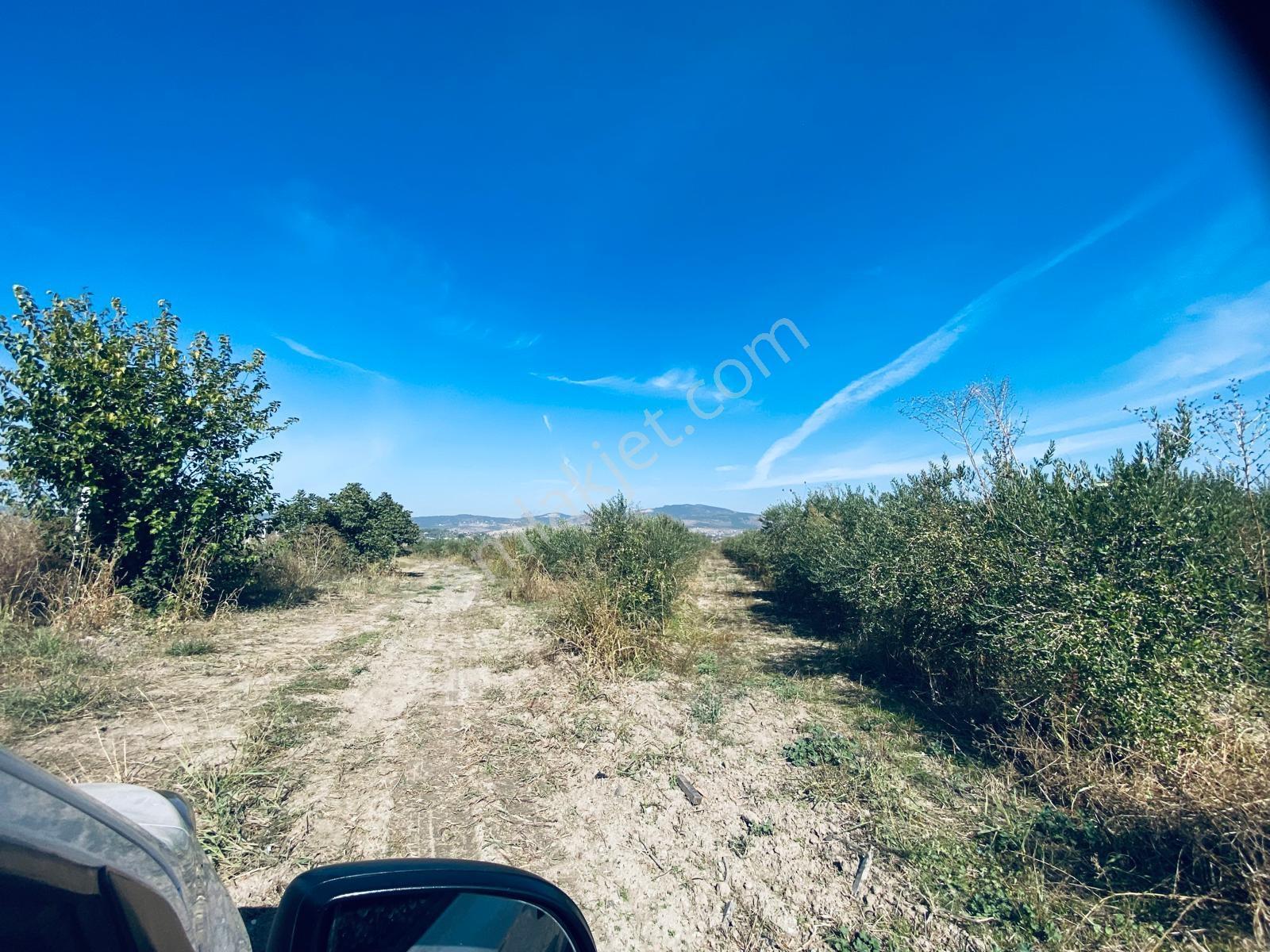 Manisa Yunusemre Gülbahçe'de Köye Yakın 175 Dönüm Zeytinlik — fotoğraf 34