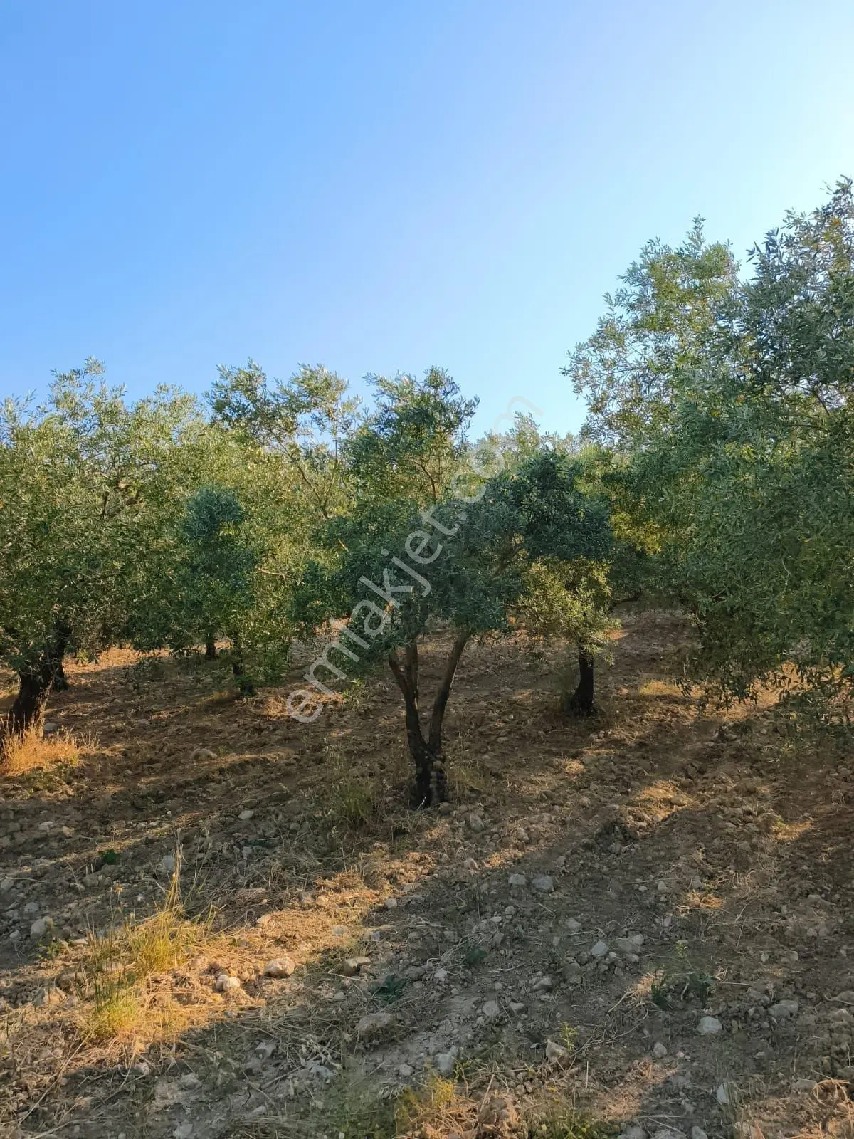 Akhisar'da Verimli Bölgede Sulu 9.1 Dönüm Zeytinlik ! — fotoğraf 3