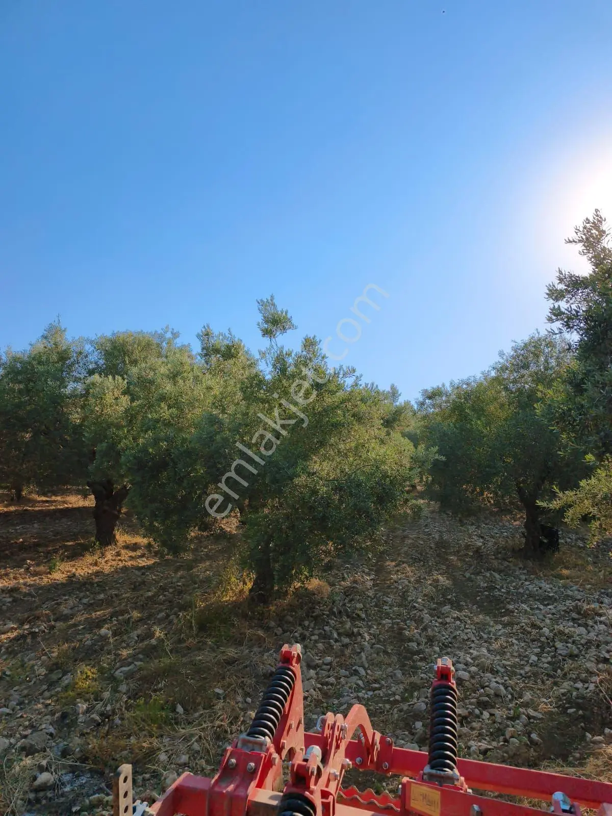Akhisar'da Verimli Bölgede Sulu 9.1 Dönüm Zeytinlik ! — fotoğraf 5