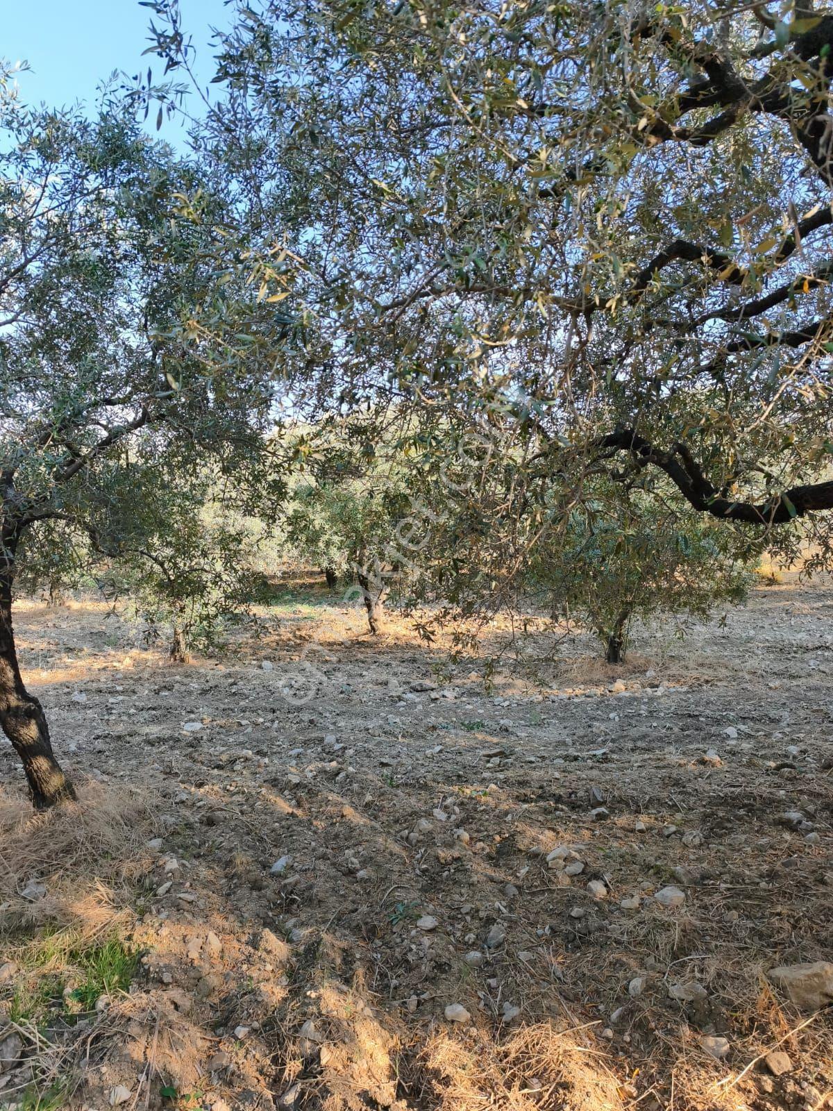 Akhisar'da Verimli Bölgede Sulu 9.1 Dönüm Zeytinlik ! — fotoğraf 14