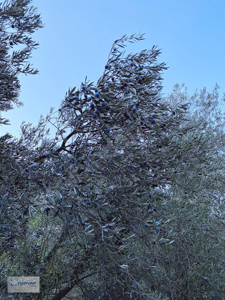 Aşağışakran'da Satılık Verimli Zeytinlik — fotoğraf 3