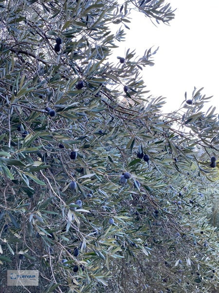 Aşağışakran'da Satılık Verimli Zeytinlik — fotoğraf 4