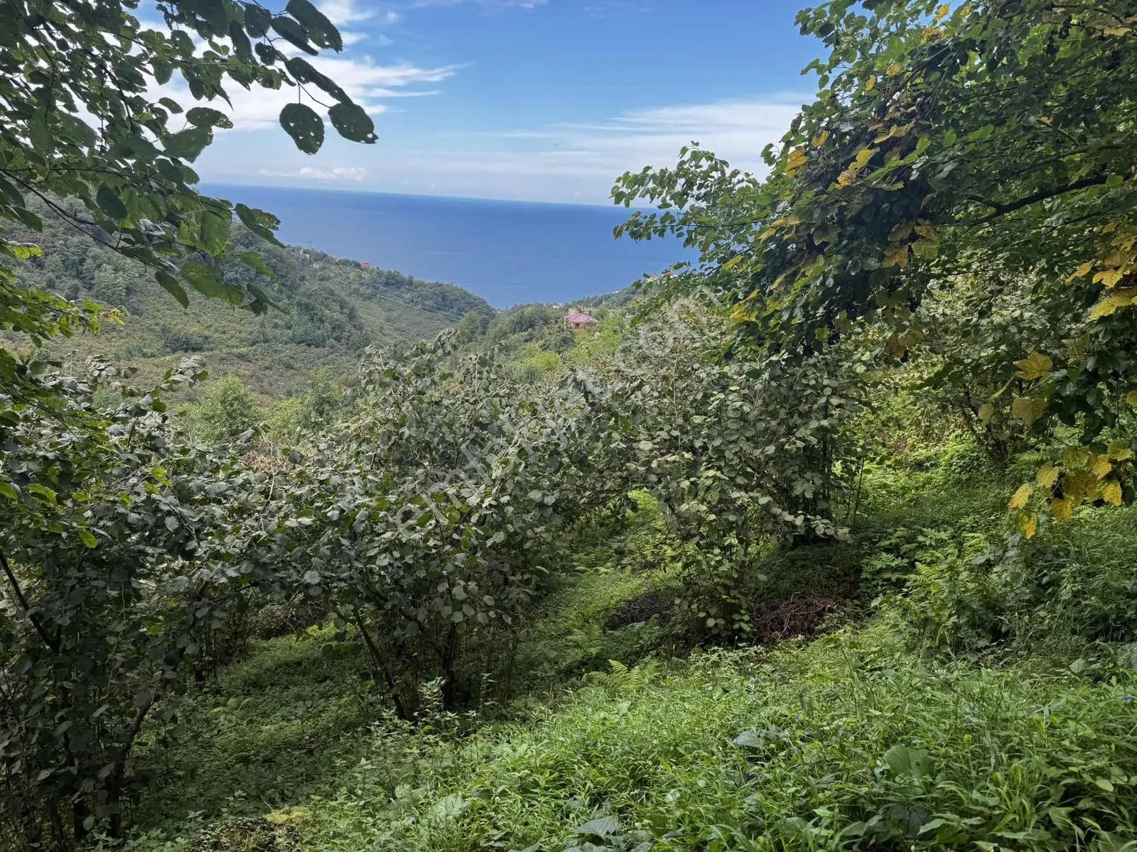 Özgür Emlaktan İki Parsel Deniz Manzaralı Arazi Fındıklık — fotoğraf 13