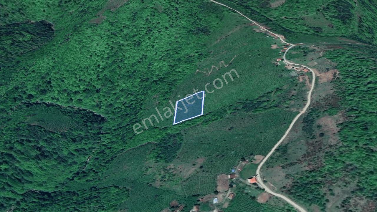 Kabadüz Yokuşdibi'nde 7771 M² Fındık Bahçesi — fotoğraf 5