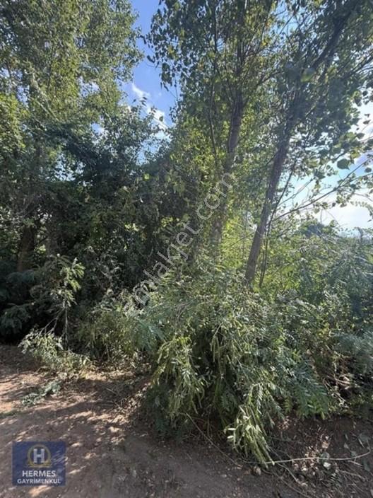 Değirmenyeninde Satılık Tarla — fotoğraf 2