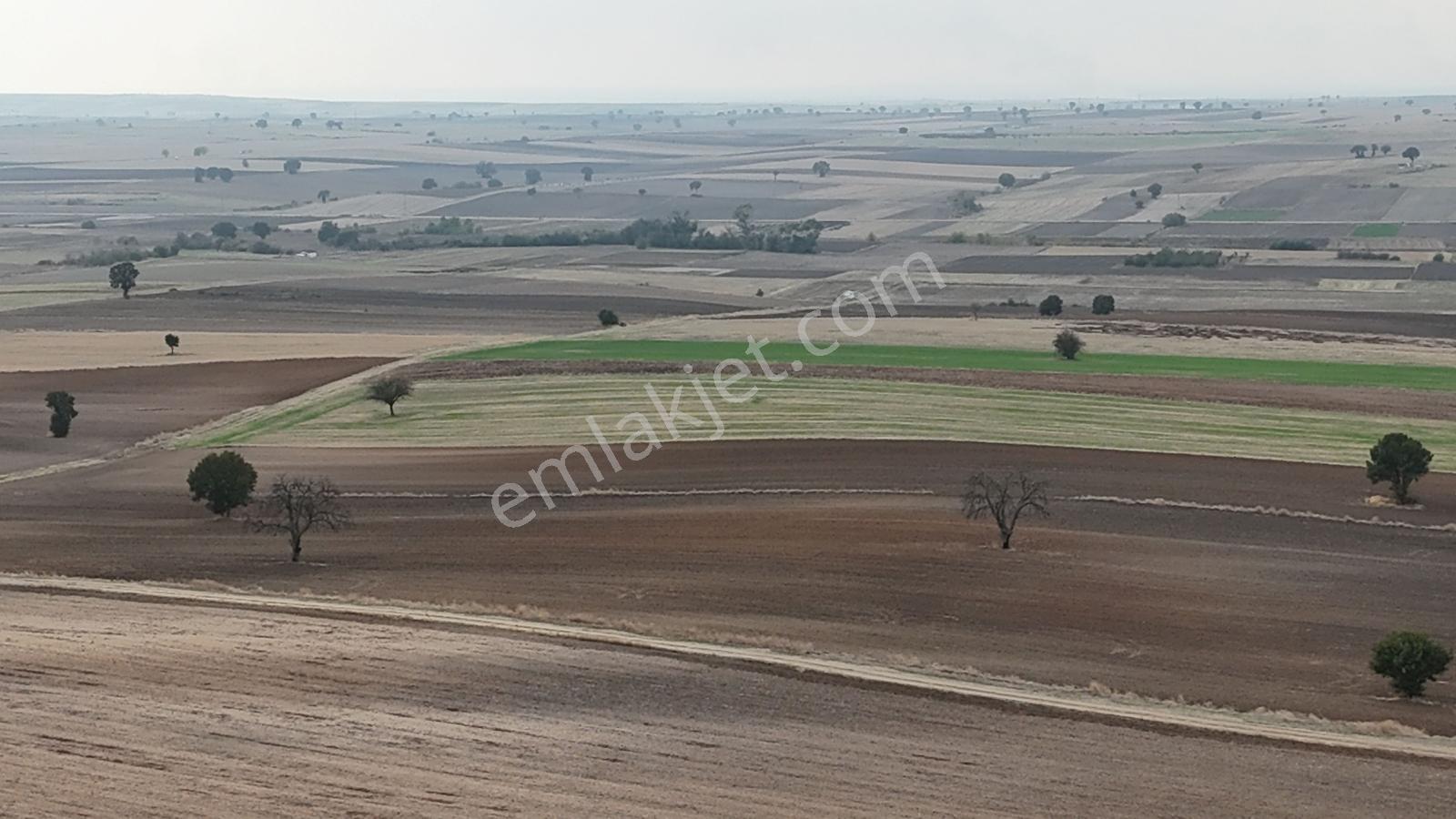 Buluruzdan Oğulpaşa Köyü Bağlık Mevkii Satılık 10 Dönüm Tarla — fotoğraf 7
