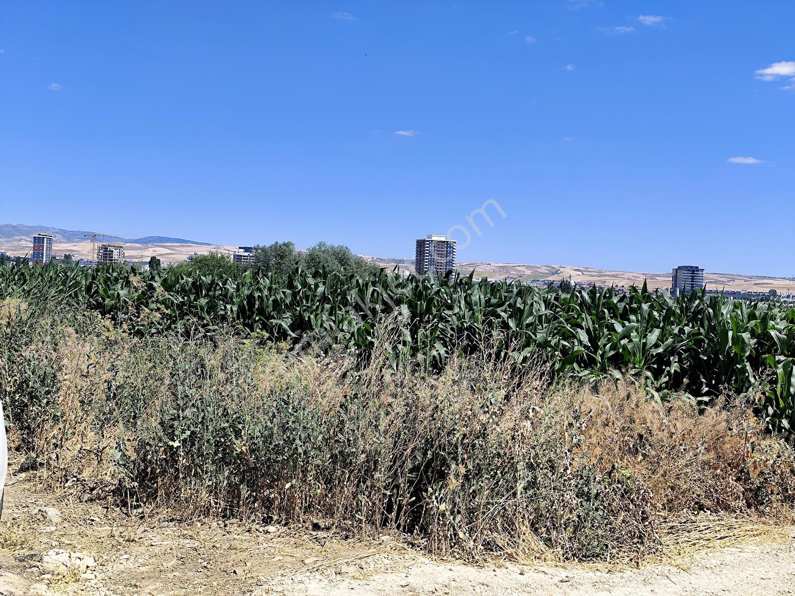 Esenboğa Yolu Yakını İmara Yakın Yüksek Kazanç Potansiyeli Tarla — fotoğraf 4