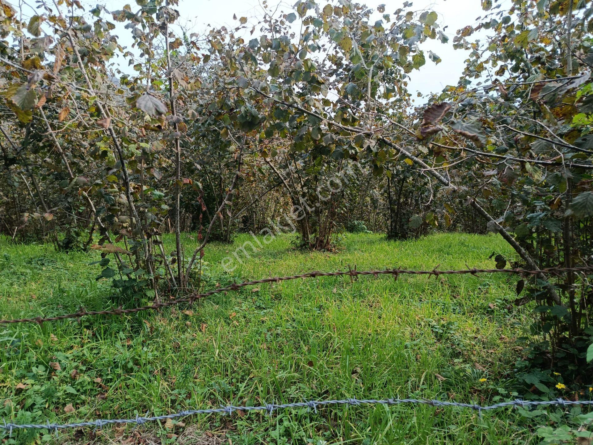 Mabelden Bağlarca Mahallesinde Satılık Fındık Bahçesi — fotoğraf 2