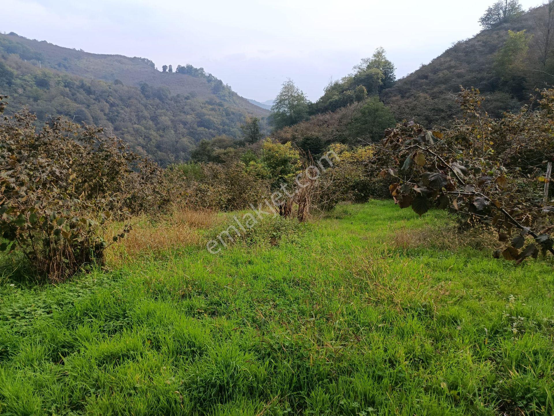 Mabelden Bağlarca Mahallesinde Satılık Fındık Bahçesi — fotoğraf 3