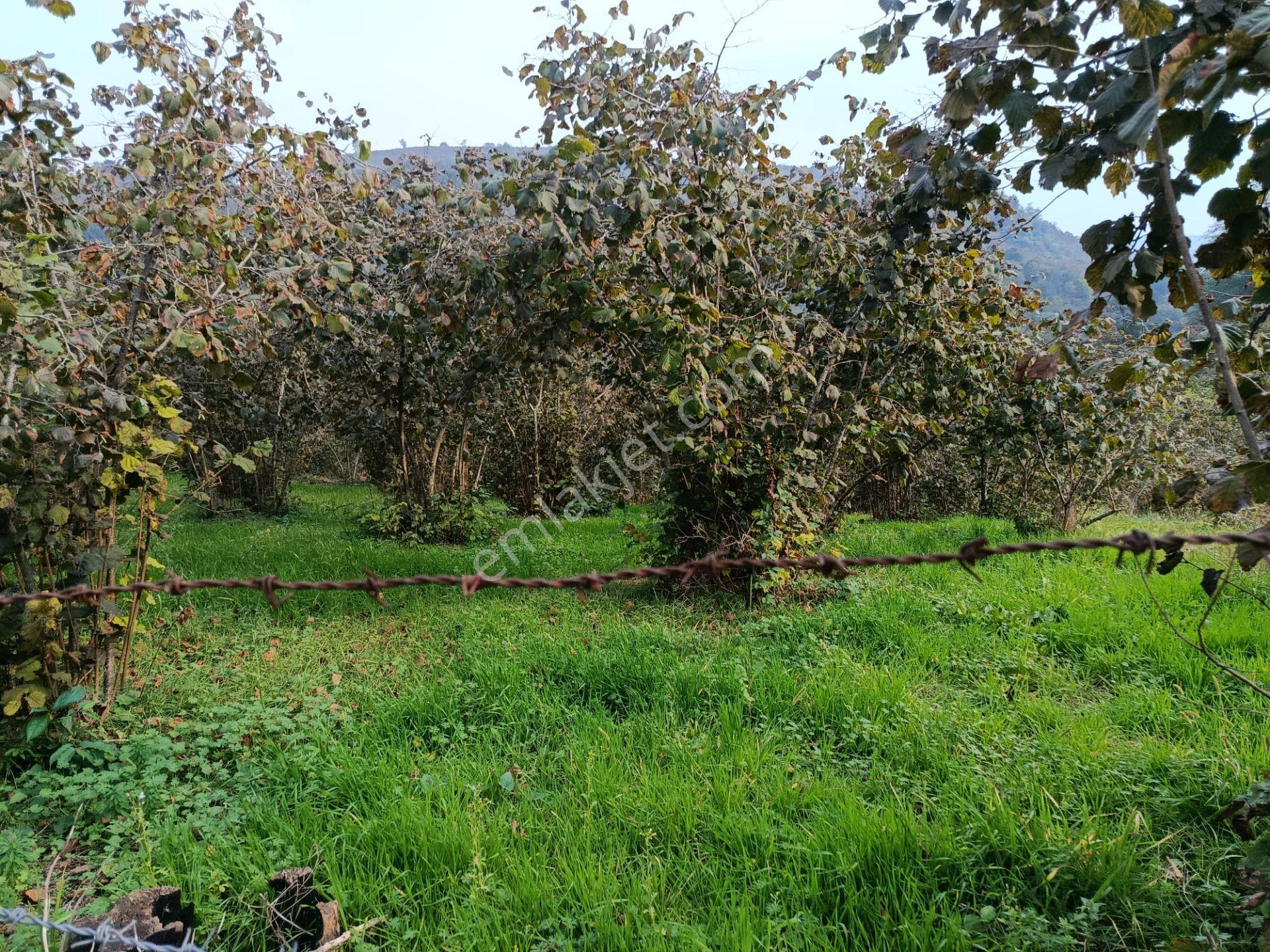 Mabelden Bağlarca Mahallesinde Satılık Fındık Bahçesi — fotoğraf 4