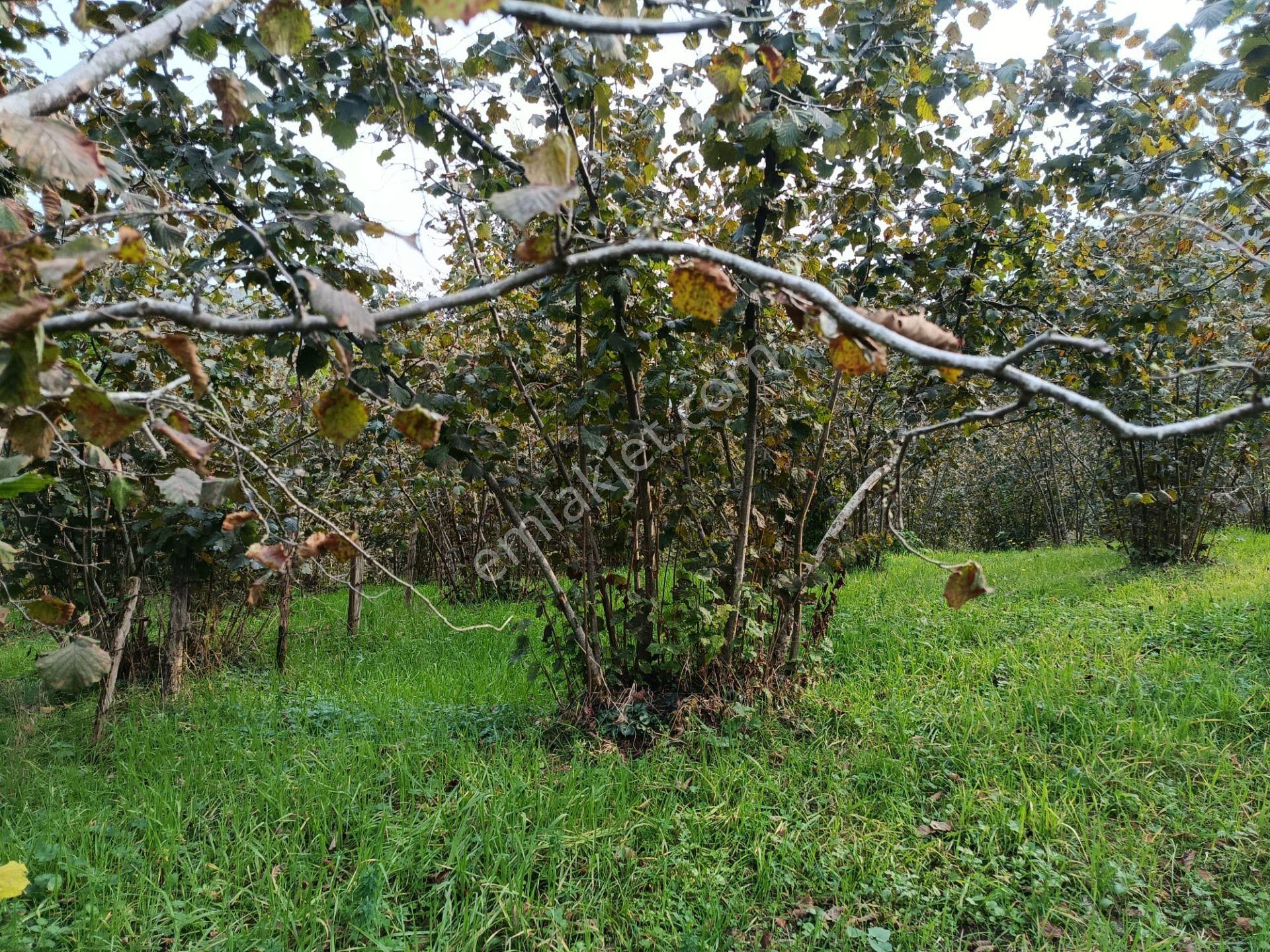 Mabelden Bağlarca Mahallesinde Satılık Fındık Bahçesi — fotoğraf 8