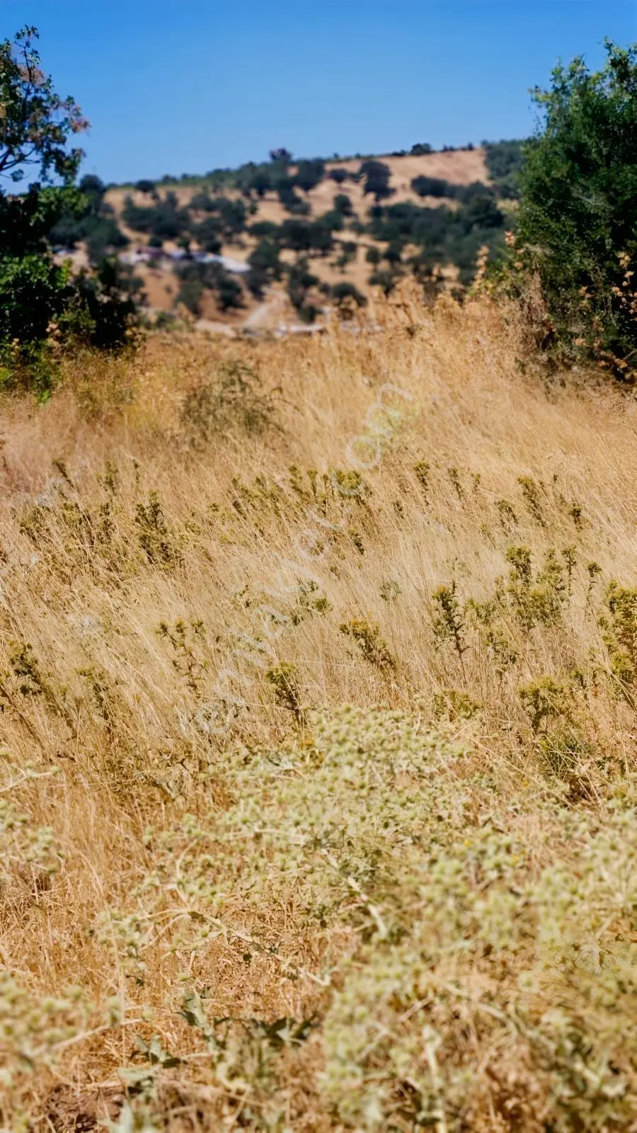 Çanakkale Merkez Işıklar Köyünde Satılık Arsa — fotoğraf 22