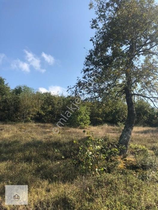 Kandıra Beycede Yola Bir Parsel Satılık 1 Dönüm Tarla — fotoğraf 3