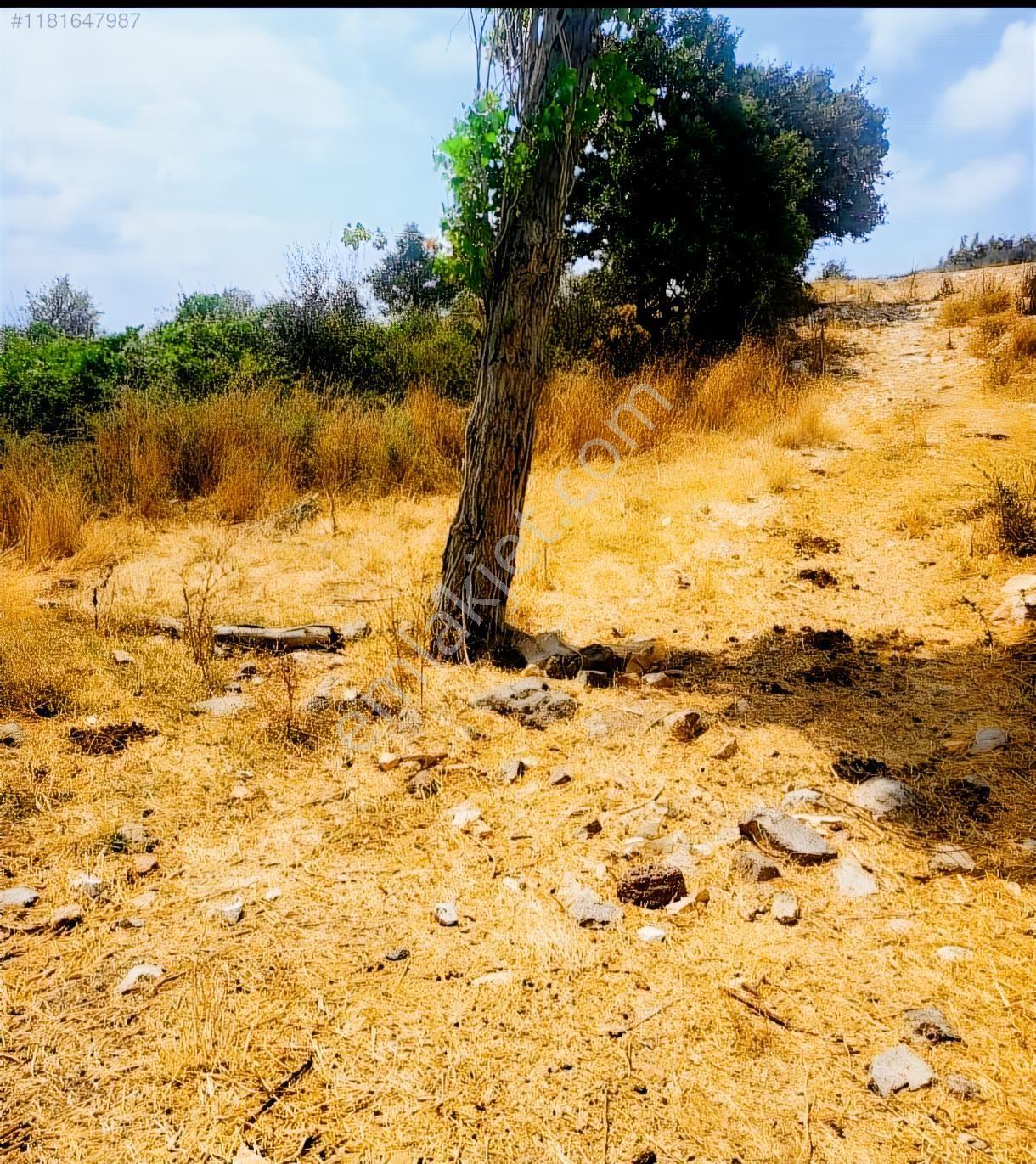 Çanakkale Çan Doğancılar Köyü Yola Cepheli Satılık Bahçe — fotoğraf 2