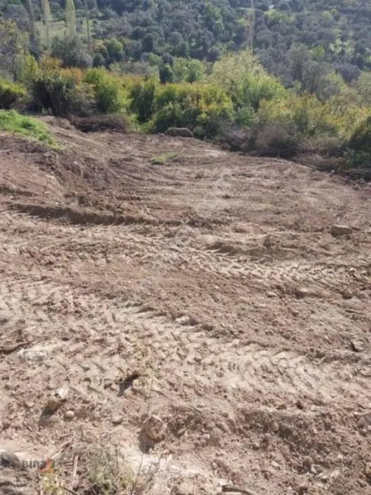 Binax Bazilika Gayrimenkulden Satılık Zeytinlik — fotoğraf 3