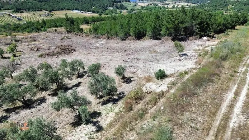 Binax Bazilika Gayrimenkulden Satılık Zeytinlik — fotoğraf 6