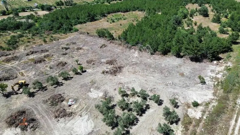 Binax Bazilika Gayrimenkulden Satılık Zeytinlik — fotoğraf 8