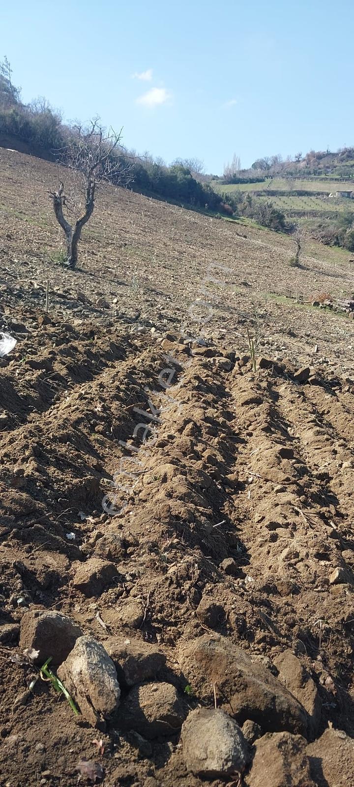 400 Ağaçlık Zeytinlik