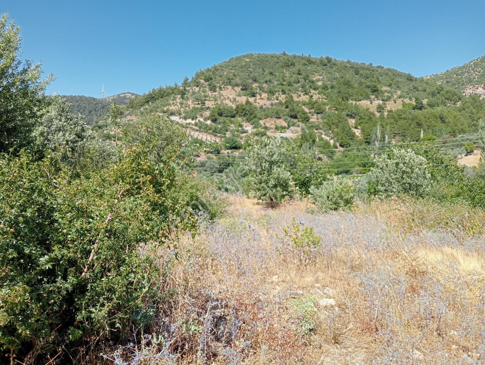 400 Ağaçlık Zeytinlik — fotoğraf 2