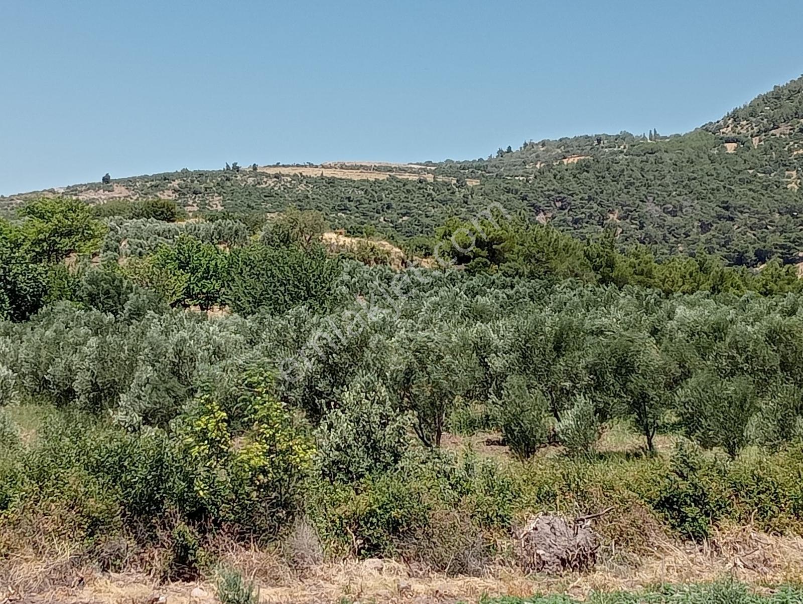 400 Ağaçlık Zeytinlik — fotoğraf 3