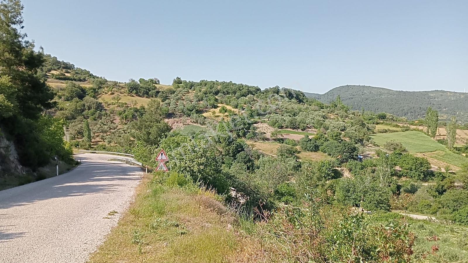 400 Ağaçlık Zeytinlik — fotoğraf 4