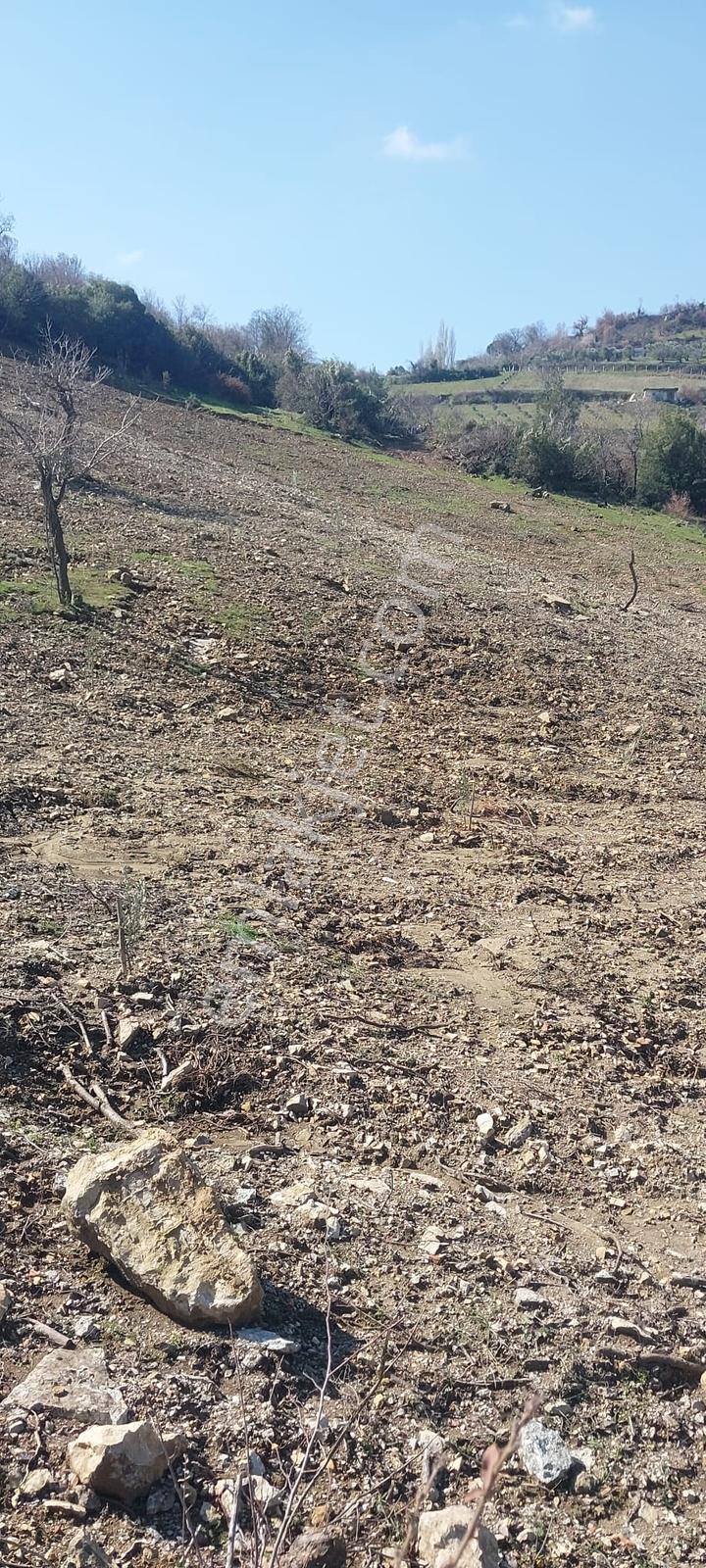 400 Ağaçlık Zeytinlik — fotoğraf 10