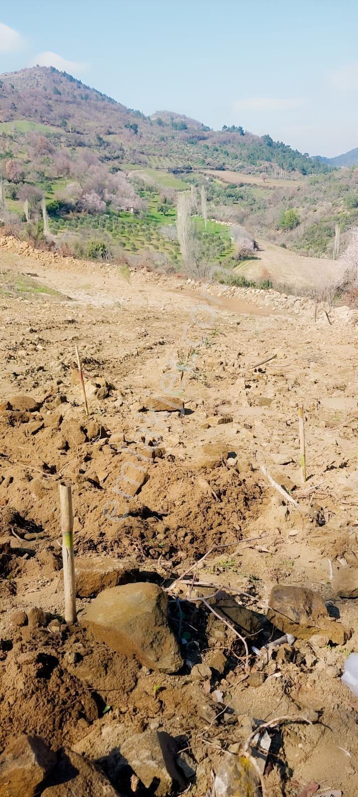 400 Ağaçlık Zeytinlik — fotoğraf 11