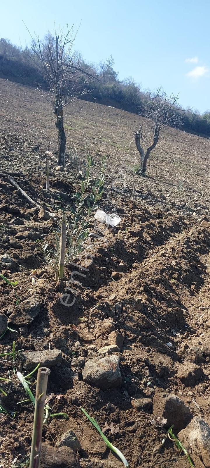 400 Ağaçlık Zeytinlik — fotoğraf 12
