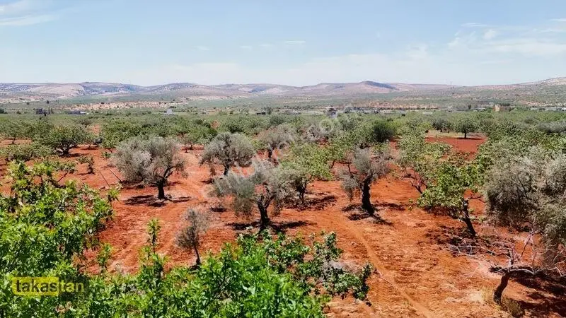 Aşağıarıl Tek Tapu Ful Fıstık Zeytin Resmi Yolu Cepheli Fırsat — fotoğraf 3