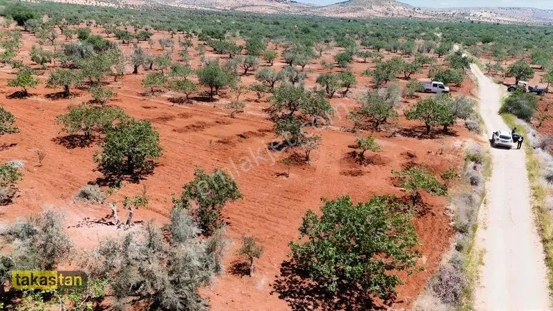 Aşağıarıl Tek Tapu Ful Fıstık Zeytin Resmi Yolu Cepheli Fırsat — fotoğraf 6