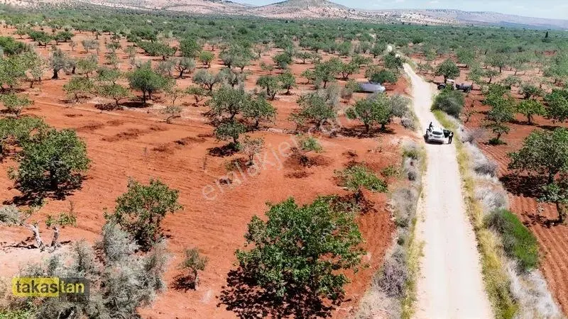Aşağıarıl Tek Tapu Ful Fıstık Zeytin Resmi Yolu Cepheli Fırsat — fotoğraf 7
