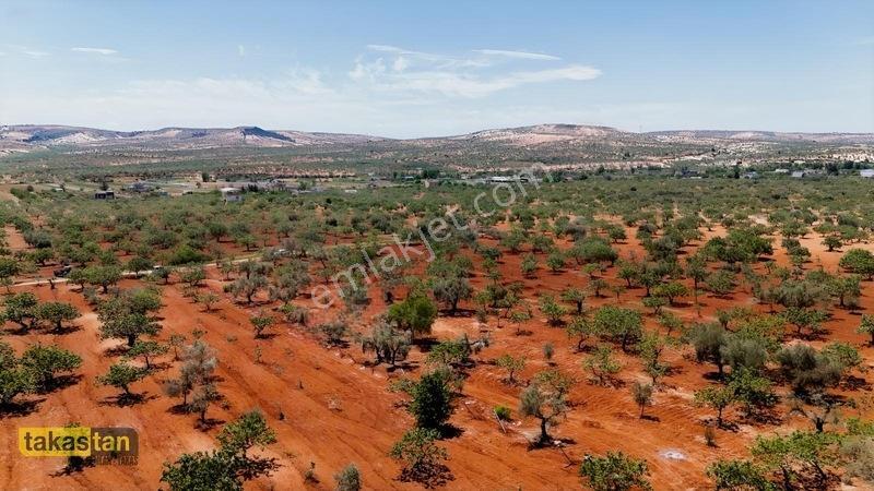 Aşağıarıl Tek Tapu Ful Fıstık Zeytin Resmi Yolu Cepheli Fırsat — fotoğraf 8
