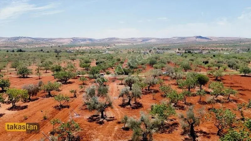 Aşağıarıl Tek Tapu Ful Fıstık Zeytin Resmi Yolu Cepheli Fırsat — fotoğraf 10