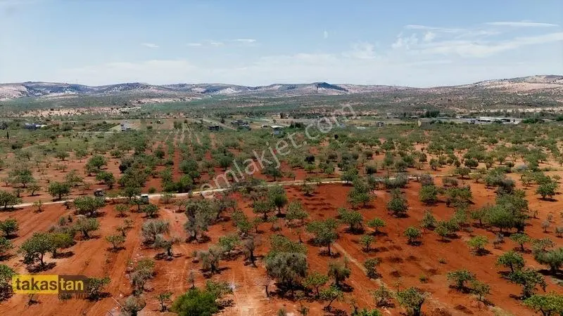 Aşağıarıl Tek Tapu Ful Fıstık Zeytin Resmi Yolu Cepheli Fırsat — fotoğraf 11