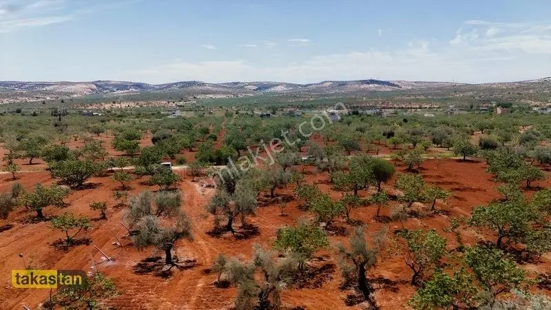 Aşağıarıl Tek Tapu Ful Fıstık Zeytin Resmi Yolu Cepheli Fırsat — fotoğraf 12